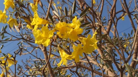 Tabebuia flower Stock Footage 255090583