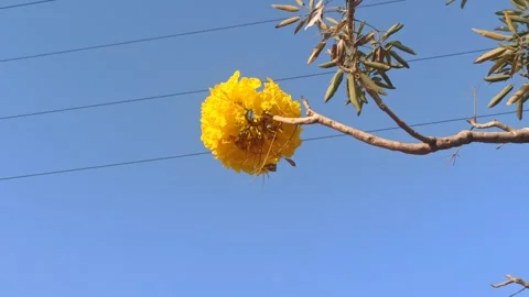 Tabebuia flower Video stock 255090585