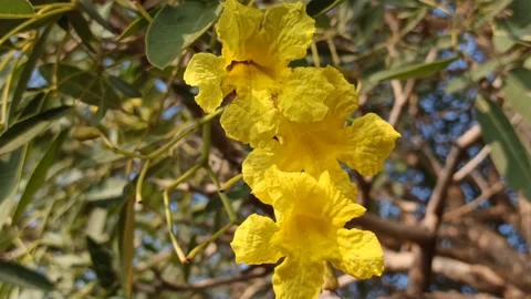 Tabebuia flower Stockbeeldmateriaal 279528996