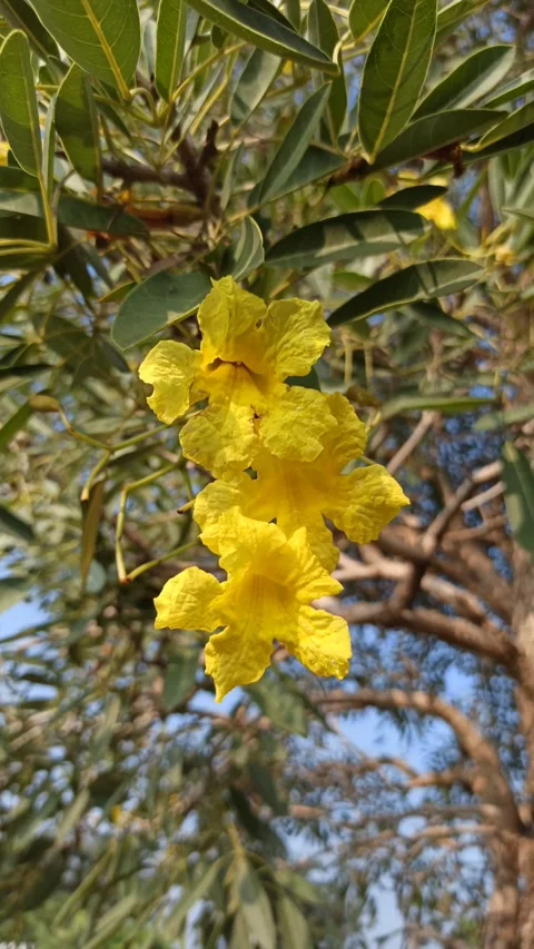 Tabebuia flower Video stock 279529008