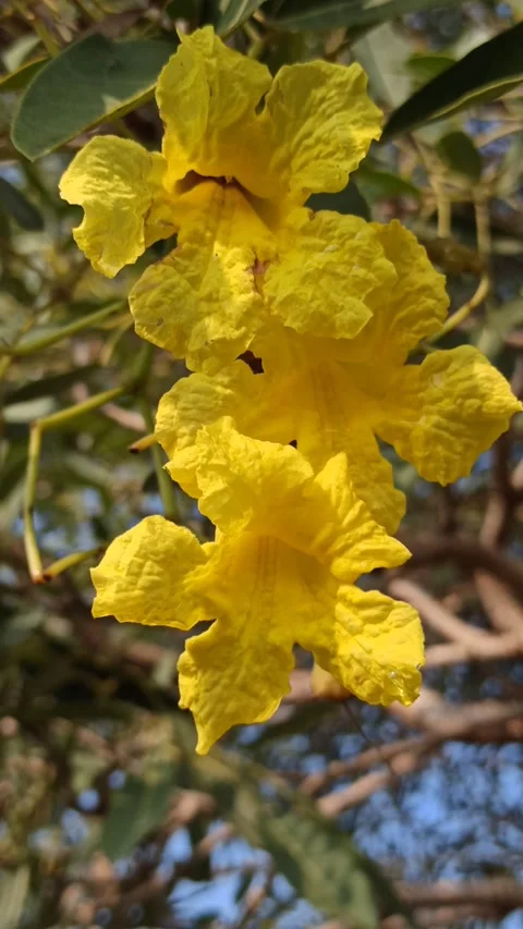 Tabebuia flower Stock Footage 279529021