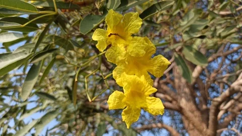 Tabebuia flower Stock-Footage 279529040