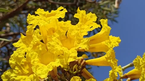 Tabebuia flower Video stock 285889812
