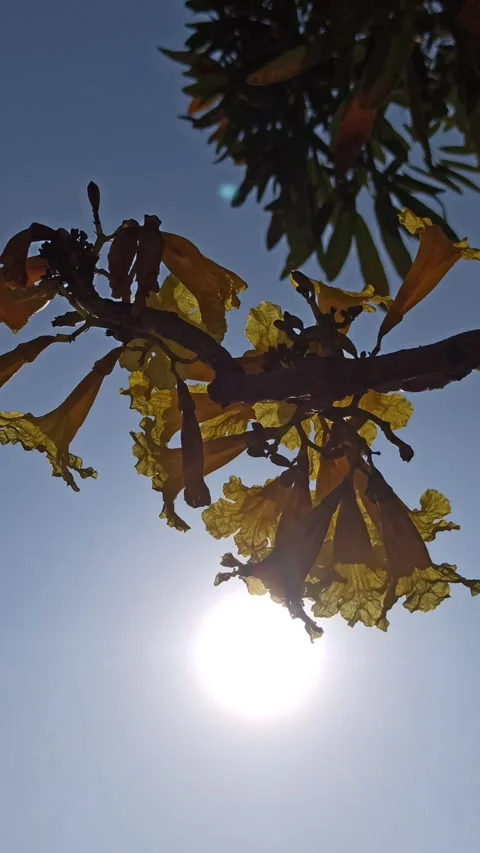Tabebuia flower Stock-Footage 285889814