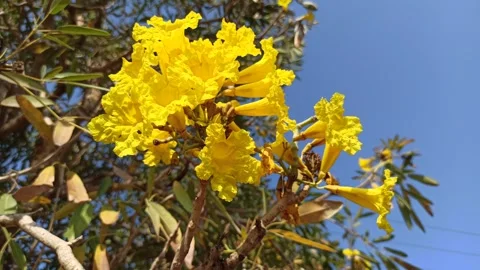 Tabebuia flower Stock-Footage 285889824
