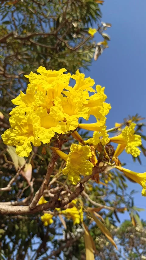 Tabebuia flower Stock Footage 285889827