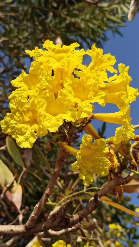 Tabebuia flower Stock Footage 285889831