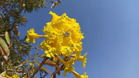 Tabebuia flower Stock Footage 285889836