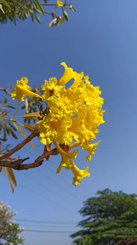 Tabebuia flower Video stock 285889847
