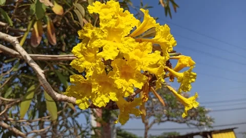 Tabebuia flower Video stock 285889853