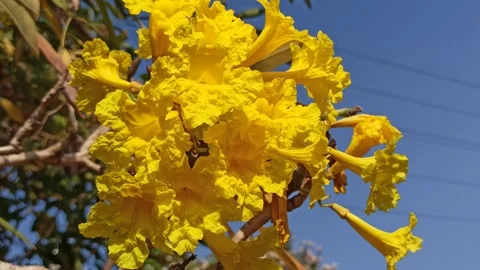 Tabebuia flower Video stock 285889862