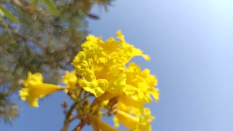 Tabebuia flower Video stock 285889864