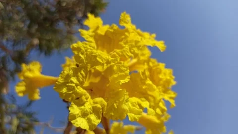 Tabebuia flower Stock-Footage 285889867