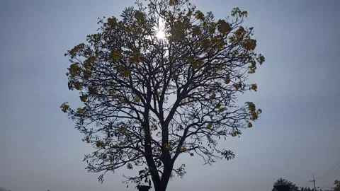 Tabebuia flower Stock-Footage 288526805