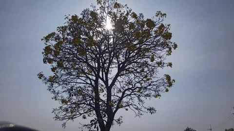Tabebuia flower Stock Footage 288526815