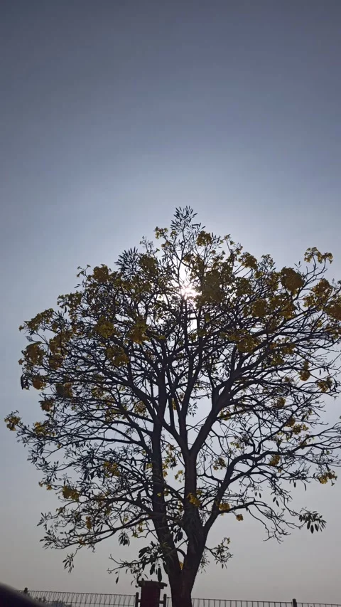 Tabebuia flower Stock Footage 288526822