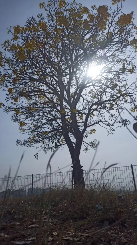 Tabebuia flower Video stock 288526823