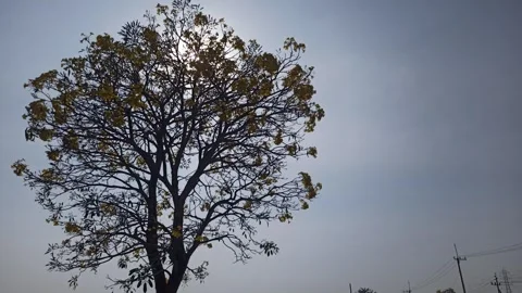 Tabebuia flower Stock-Footage 288526837