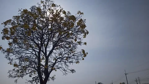 Tabebuia flower Video stock 288526857