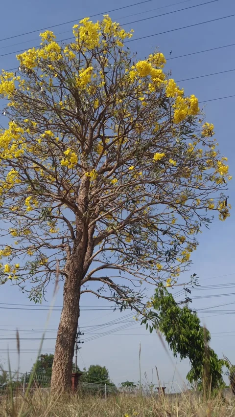 Tabebuia flower Video stock 288526873
