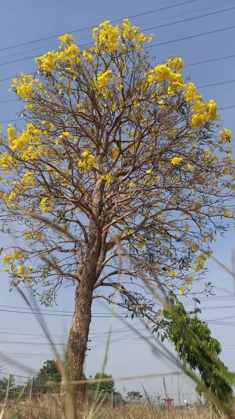 Tabebuia flower Video stock 288526884