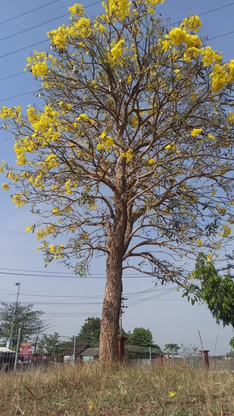 Tabebuia flower Stock-Footage 288526890