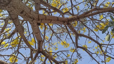 Tabebuia flower Video stock 288526905