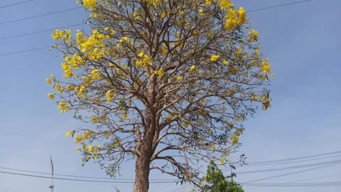 Tabebuia flower Stock-Footage 288526906