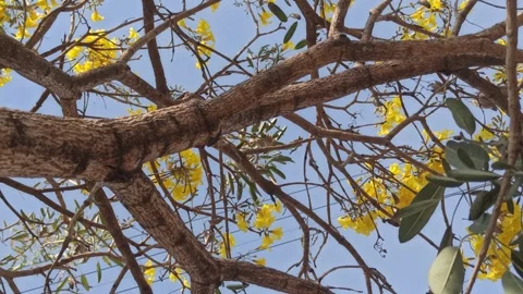 Tabebuia flower Stock-Footage 288526935