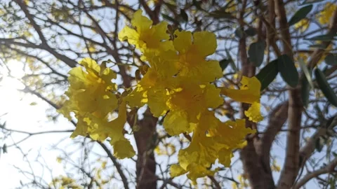 Tabebuia flower Video stock 288526937