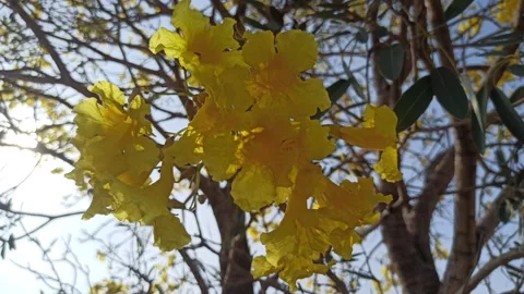Tabebuia flower Video stock 288526938
