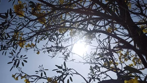 Tabebuia flower Video stock 288526972