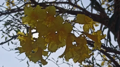 Tabebuia flower Video stock 288526973