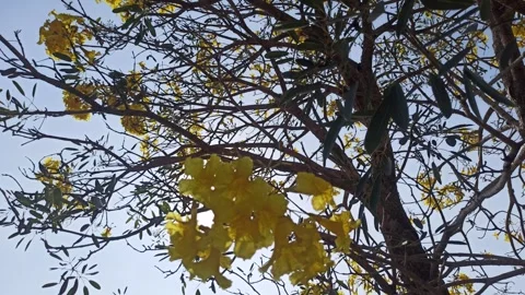Tabebuia flower Video stock 288526978