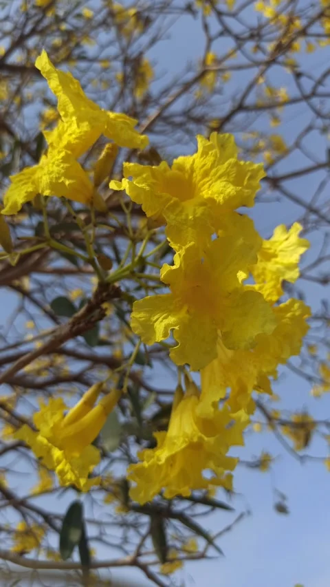 Tabebuia flower Stock Footage 288526979
