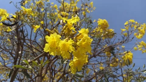 Tabebuia flower Video stock 288526994