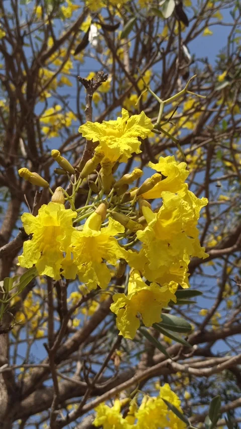 Tabebuia flower Video stock 288527010