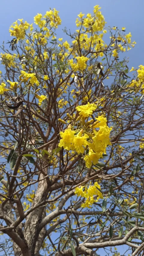 Tabebuia flower Video stock 288527025
