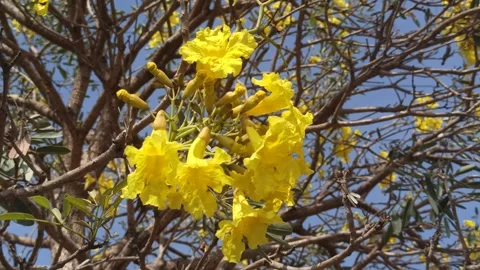 Tabebuia flower Video stock 288527028