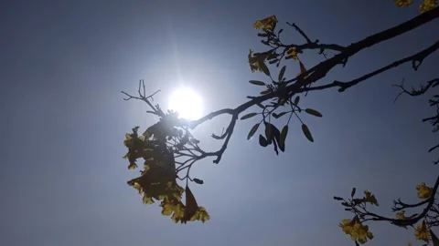 Tabebuia flower Stock-Footage 288527038