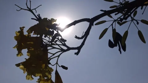 Tabebuia flower Stock Footage 288527042