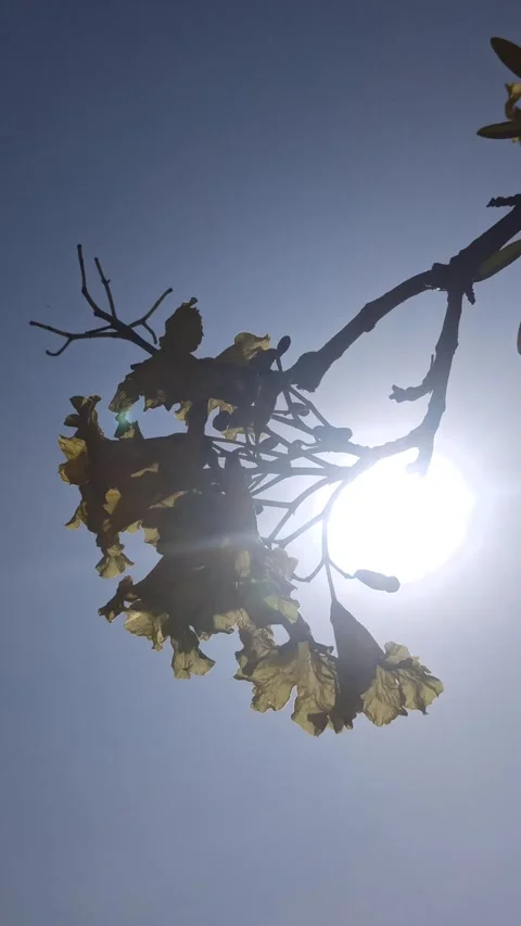 Tabebuia flower Video stock 288527060