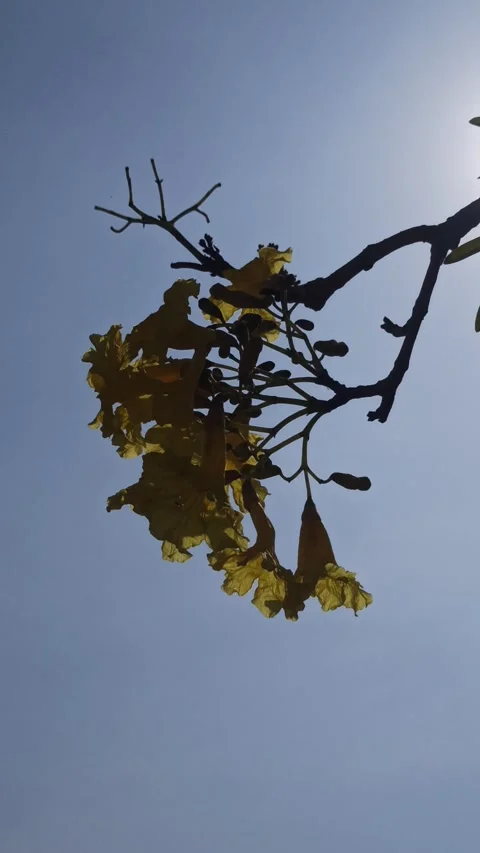 Tabebuia flower Stock Footage 288527069