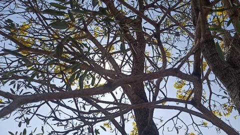 Tabebuia flower Stock-Footage 288527070