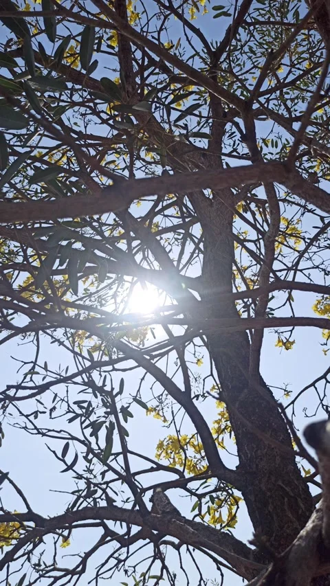 Tabebuia flower Stock-Footage 288527079