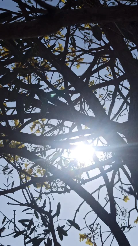 Tabebuia flower Stock Footage 288527099