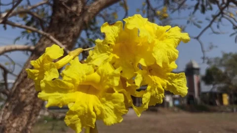 Tabebuia flower Video stock 288527102