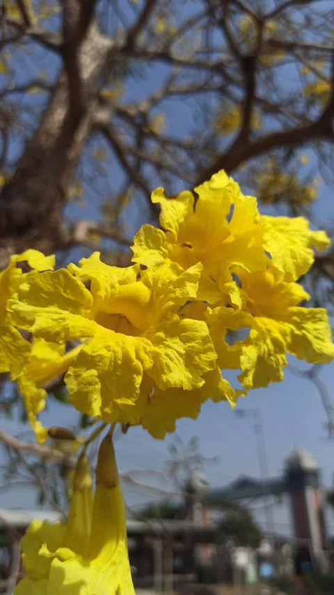 Tabebuia flower Stock Footage 288527114