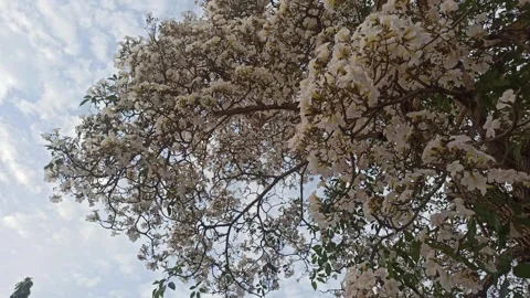 Tabebuia flower Video stock 288527360