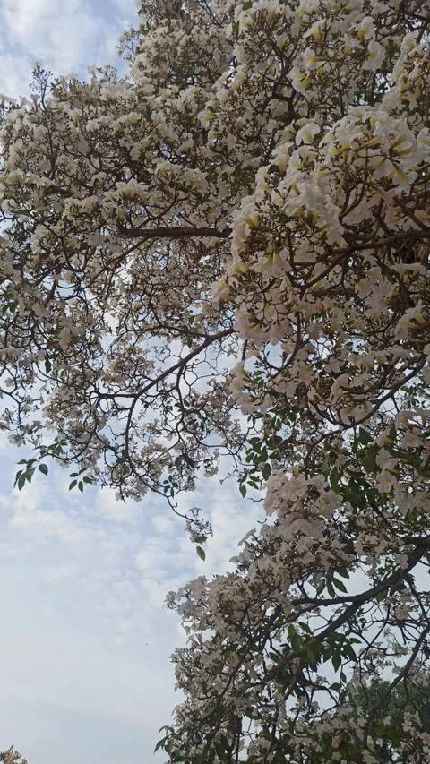 Tabebuia flower Stock-Footage 288527361